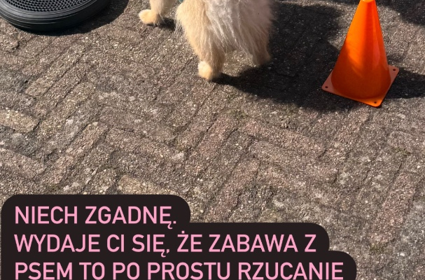 Gry i zabawy z psem. krok po kroku do zbudowania lepszej wiezi z psem.