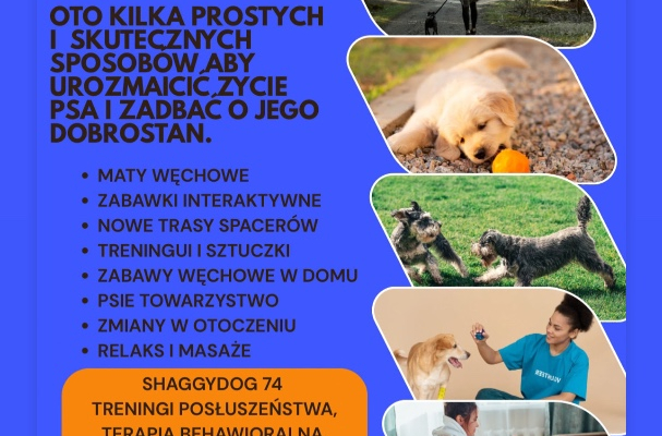 Gry i zabawy z psem. krok po kroku do zbudowania lepszej wiezi z psem.